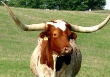 KaTom's Fearless Leader Takes the Bull by the Horns in Texas