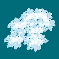 Flake Ice