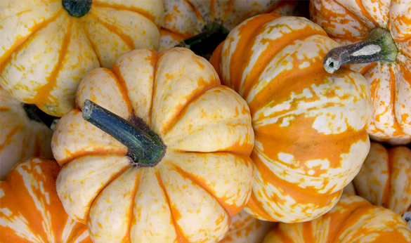 Pumpkin Recipes