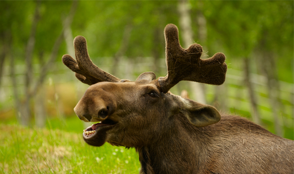 Moose Milking