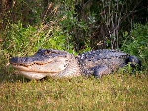 Cook it Raw Alligator