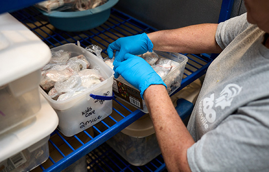Mice being prepared in the Zoo Knoxville commissary 
