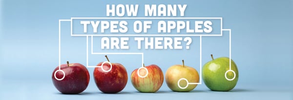 Types of Apples Icon