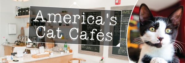 Trend Meets Altruism in America's Cat Cafes Icon
