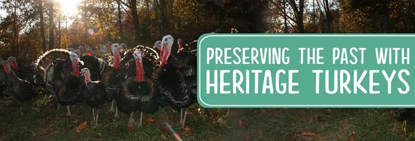 Preserving the Past with Heritage Turkeys Icon