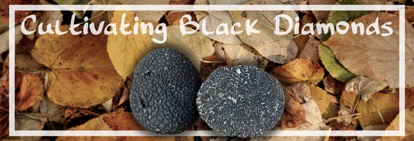 Truffles: Cultivating America's Black Diamonds Icon